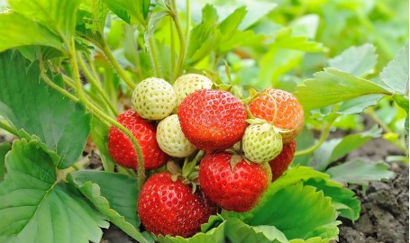 Odmiany truskawek – słodkie zestawienie tych najczęściej wybieranych